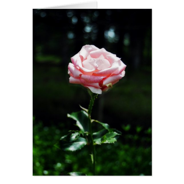 Hermosa rosa rosa (Frente)