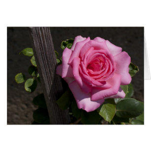 Hermosa rosa rosa