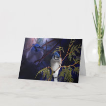 Hermosa tarjeta de aves salvajes Jay-Blue