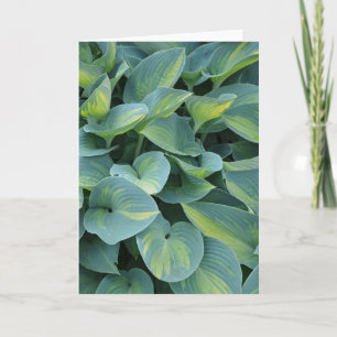 Hermosa tarjeta de bienvenida de planta de hosta