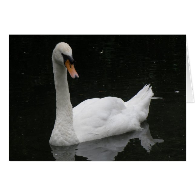 Hermosa tarjeta de cisnes blancos (Anverso (Horizontal))
