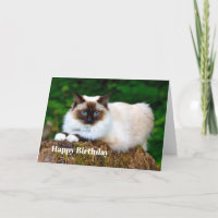 Hermosa tarjeta de cumpleaños de foto de gato siam