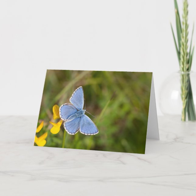 Hermosa tarjeta de felicitación Adonis Blue Butter (Anverso)