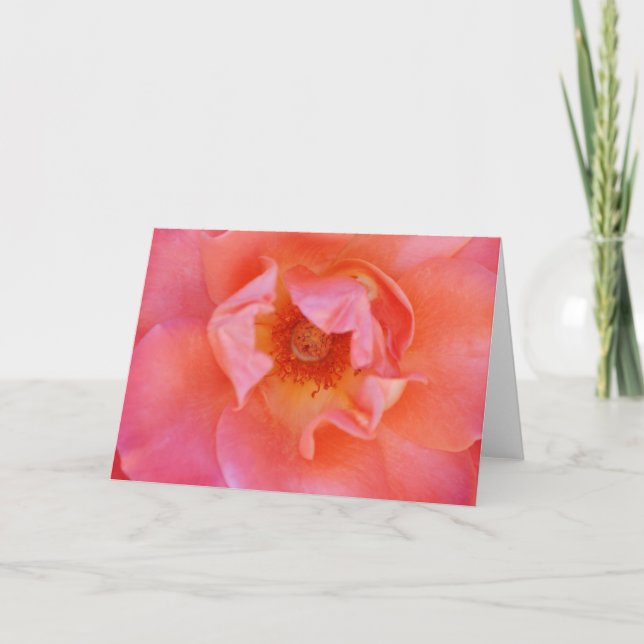 Hermosa tarjeta de notas de arte Rosa rosa de Rubo (Anverso)