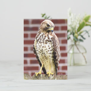 Hermosa tarjeta de notas de Hawk
