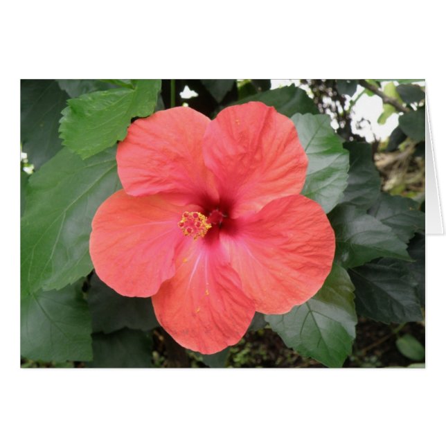 Hermosa tarjeta de Personalizado de flores de Hibi (Anverso (Horizontal))