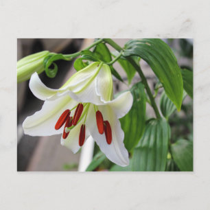 HERMOSA TARJETA DE POSTAL DE LILY EN BLANCO