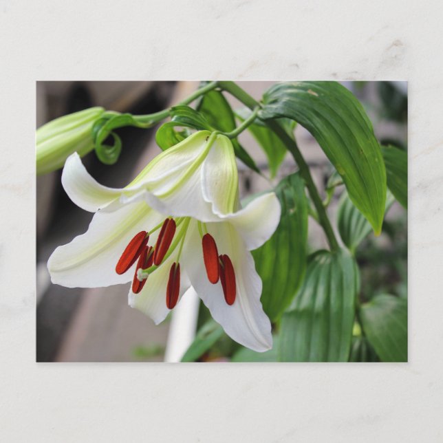 HERMOSA TARJETA DE POSTAL DE LILY EN BLANCO (Anverso)