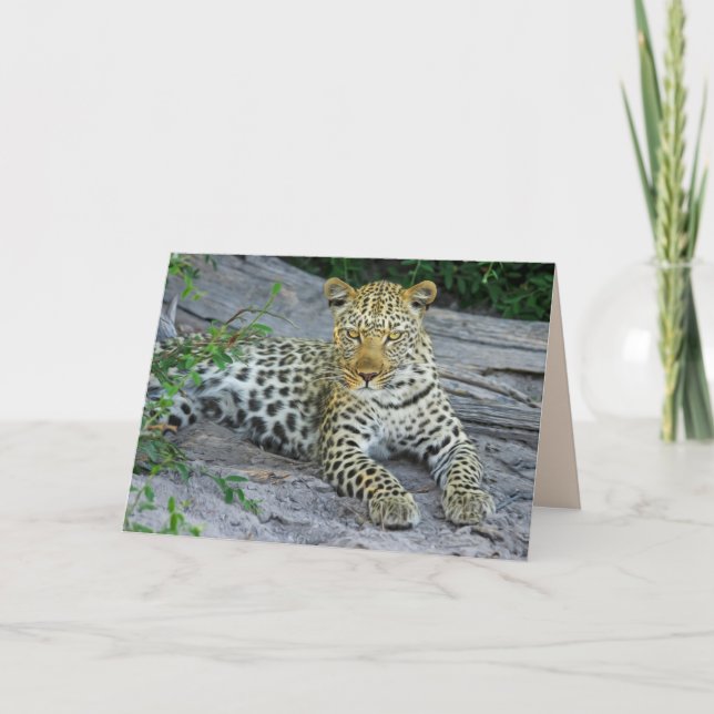 hermosa tarjeta de saludo leopardo (Anverso)