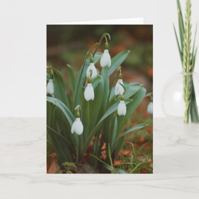 Hermosa tarjeta en blanco para fotografía de flor  (Anverso)