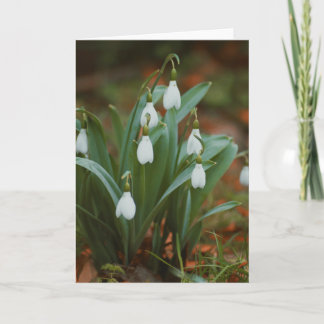 Hermosa tarjeta en blanco para fotografía de flor 