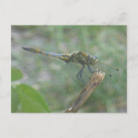 Hermosa tarjeta postal Big Blue Yellow Dragonfly D