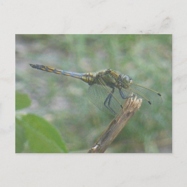 Hermosa tarjeta postal Big Blue Yellow Dragonfly D (Anverso)