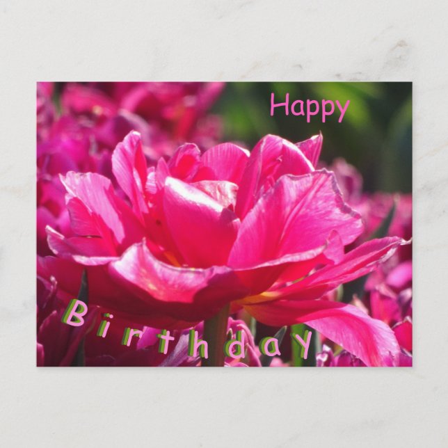 Hermosa tarjeta postal de cumpleaños con un tulipá (Anverso)
