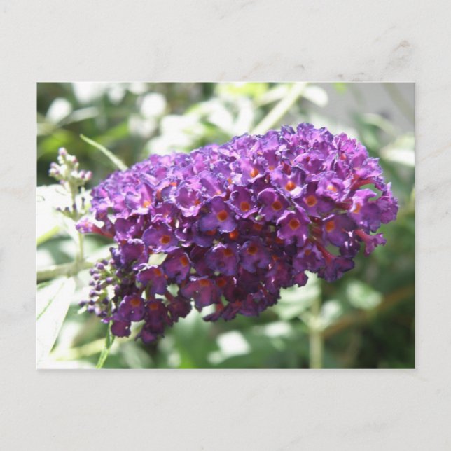 Hermosa tarjeta postal de flores moradas de Buddle (Anverso)