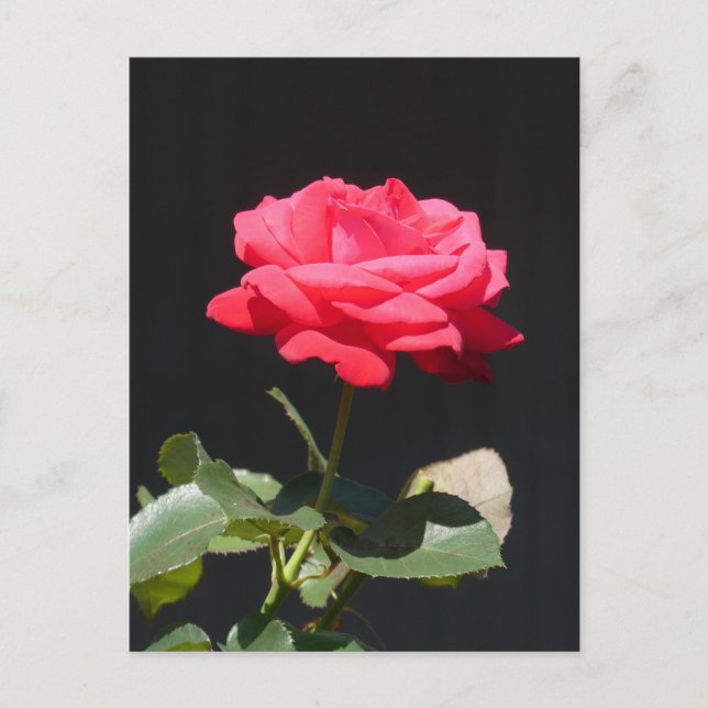 Hermosa tarjeta postal Redish Rose Close DIY (Anverso)