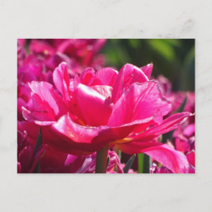 Hermosa Tulipán Rosa Primer Plano Tarjeta Postal D