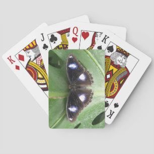 Hermosas cartas de mariposa con manchas azules
