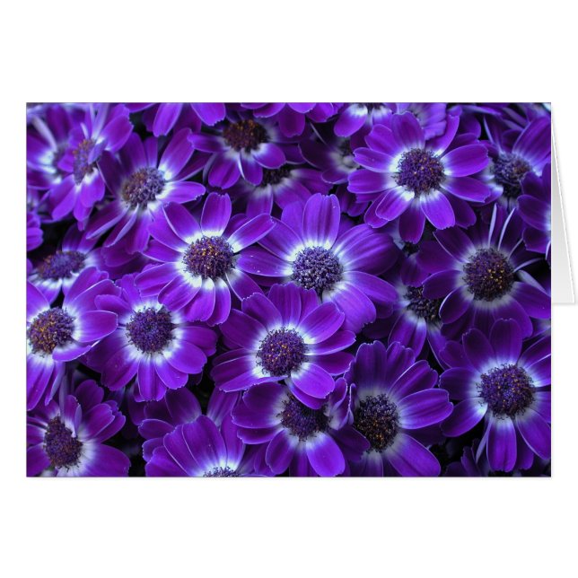 Hermosas Cinerarias Purple (Anverso (Horizontal))