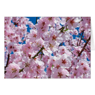 Hermosas flores de cerezo en blanco dentro