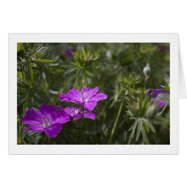 Hermosas flores de jardín morado (Anverso (Horizontal))