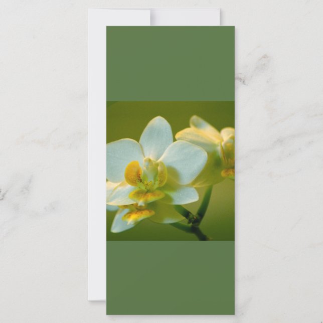 Hermosas flores de orquídea blanca mantienen la ca (Anverso)