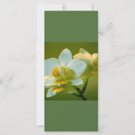 Hermosas flores de orquídea blanca mantienen la ca