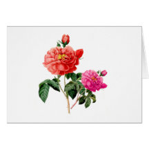 hermosas flores de rosa rojas y rosadas vintage