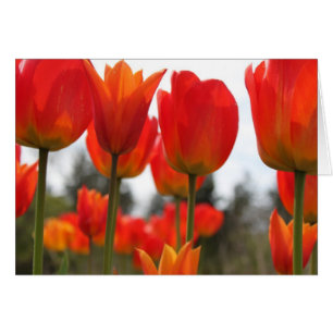 Hermosas flores de tulipán rojas.
