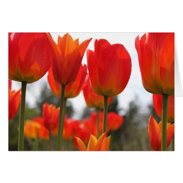 Hermosas flores de tulipán rojas. (Anverso (Horizontal))
