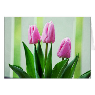 Hermosas flores de tulipán rosa primavera, hojas v