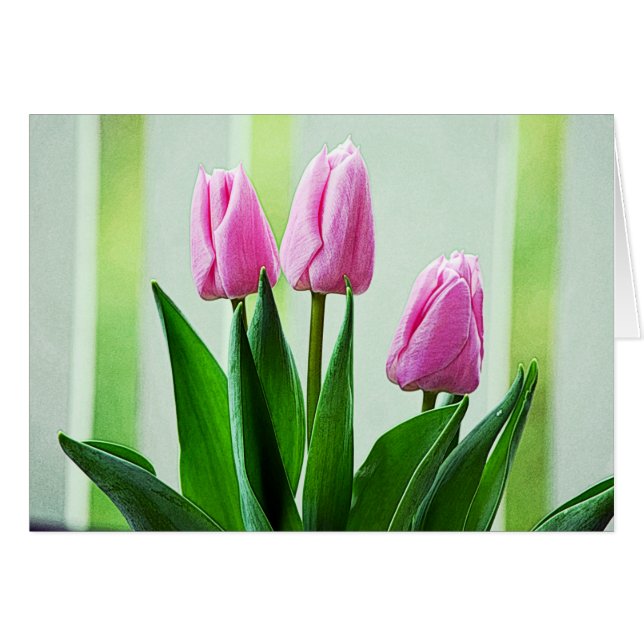 Hermosas flores de tulipán rosa primavera, hojas v (Anverso (Horizontal))