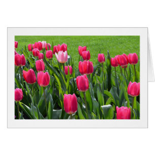 Hermosas flores de tulipán rosado de primavera en