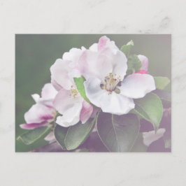 Hermosas flores del manzano en primavera tarjeta p