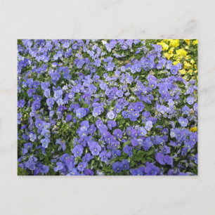 Hermosas flores - postal