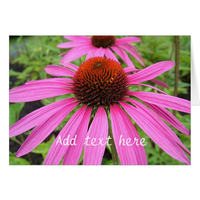 hermosas flores púrpuras rosas (Anverso (Horizontal))