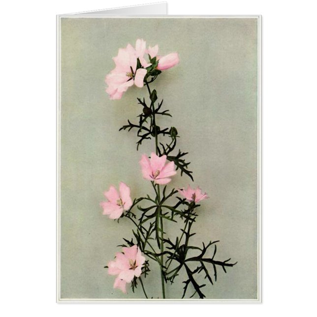 Hermosas Flores Silvestres Rosadas (Frente)