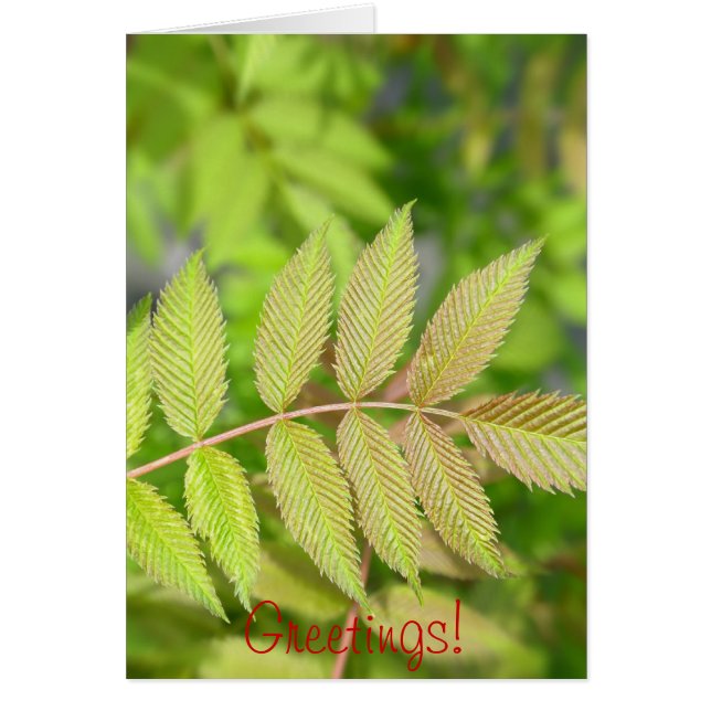 Hermosas hojas verdes jóvenes (Frente)