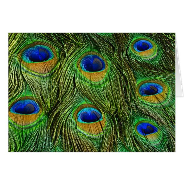 Hermosas plumas de pavo real (Anverso (Horizontal))