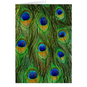 Hermosas plumas de pavo real