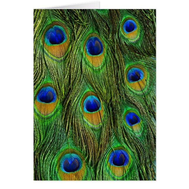 Hermosas plumas de pavo real (Frente)