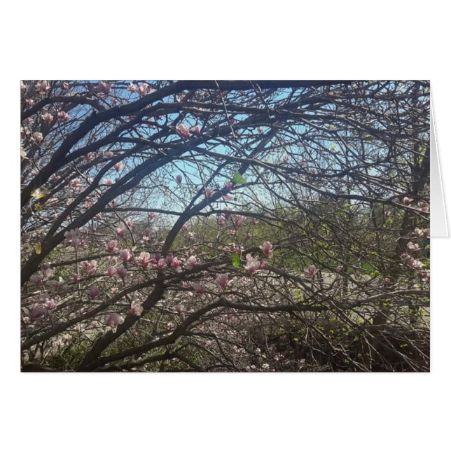 Hermosas ramas de árbol Magnolia Tree Blank Card (Anverso (Horizontal))