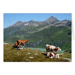 Hermosas Vacas En Lo Alto De Las Montañas