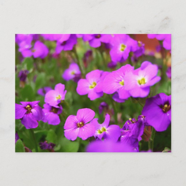 Hermosas Violetas Pensamientos Flor Postal (Anverso)