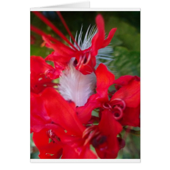 Hermoso Alien Crimson.jpg (Frente)