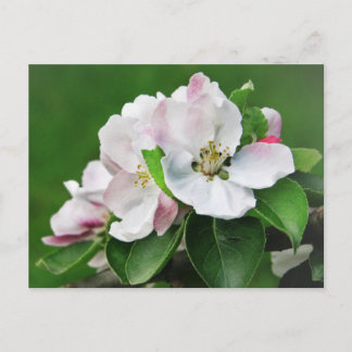 Hermoso árbol de manzana florecido postal de prima