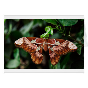 Hermoso Atlas Moth