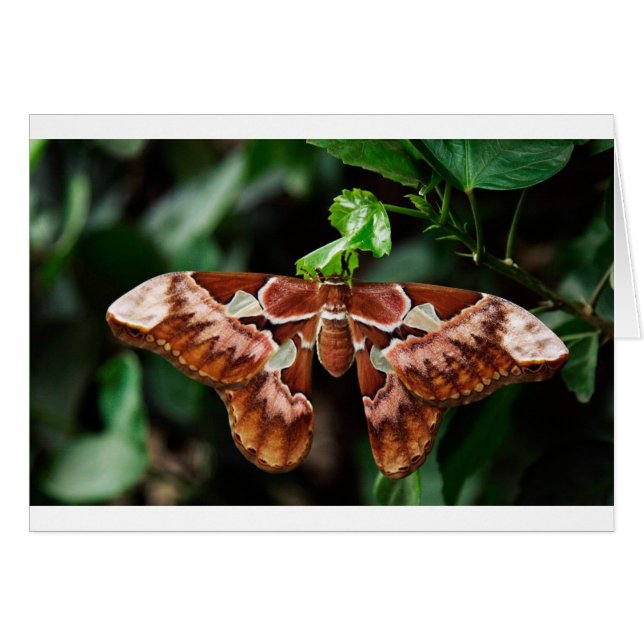 Hermoso Atlas Moth (Anverso (Horizontal))