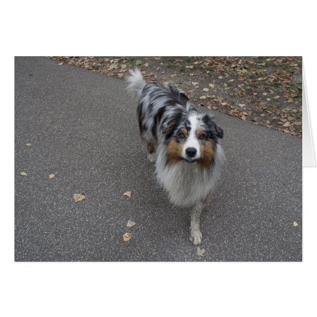 Hermoso Aussie multicolor (Anverso (Horizontal))
