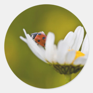 Hermoso ave de corral en pegatina redonda Oxeye Da